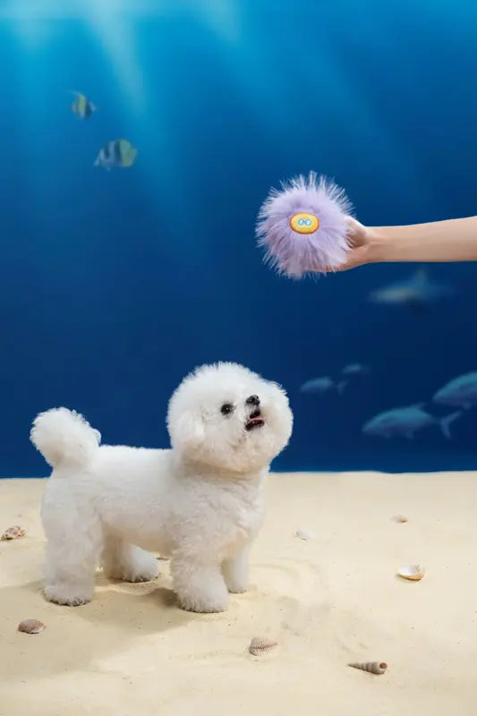 Purple Puff Sea Urchin Toy — photograph 4